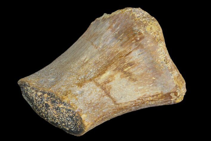 Fossil Hadrosaur Metacarpal Section - Aguja Formation, Texas #116592